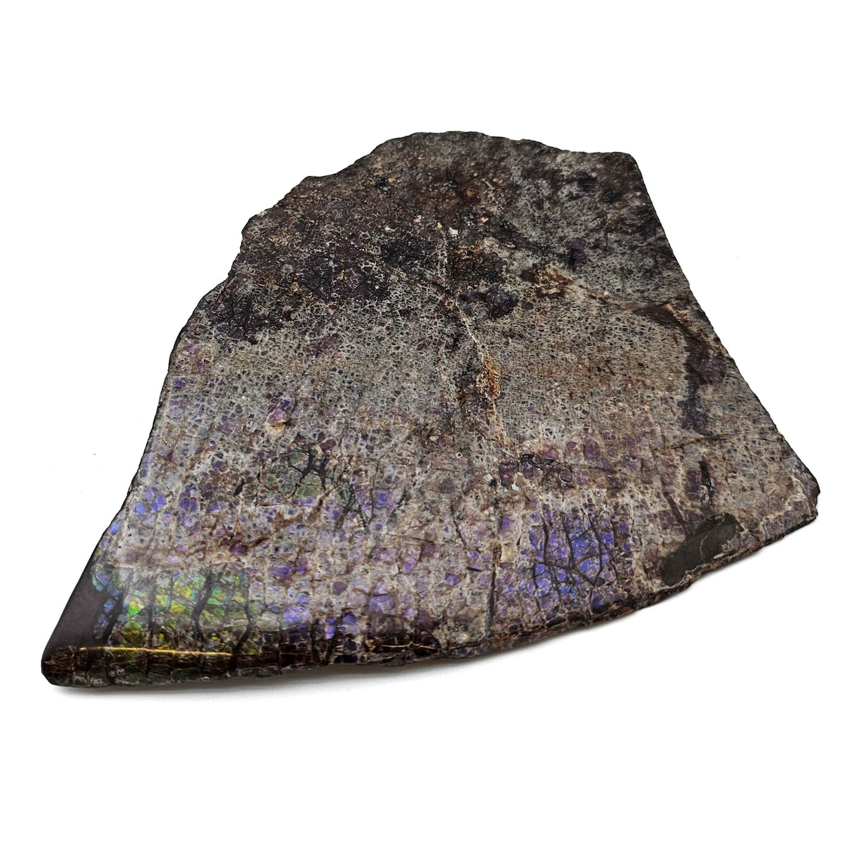Ammolite fossil specimen from the Bearpaw Formation, Lethbridge area, Alberta
