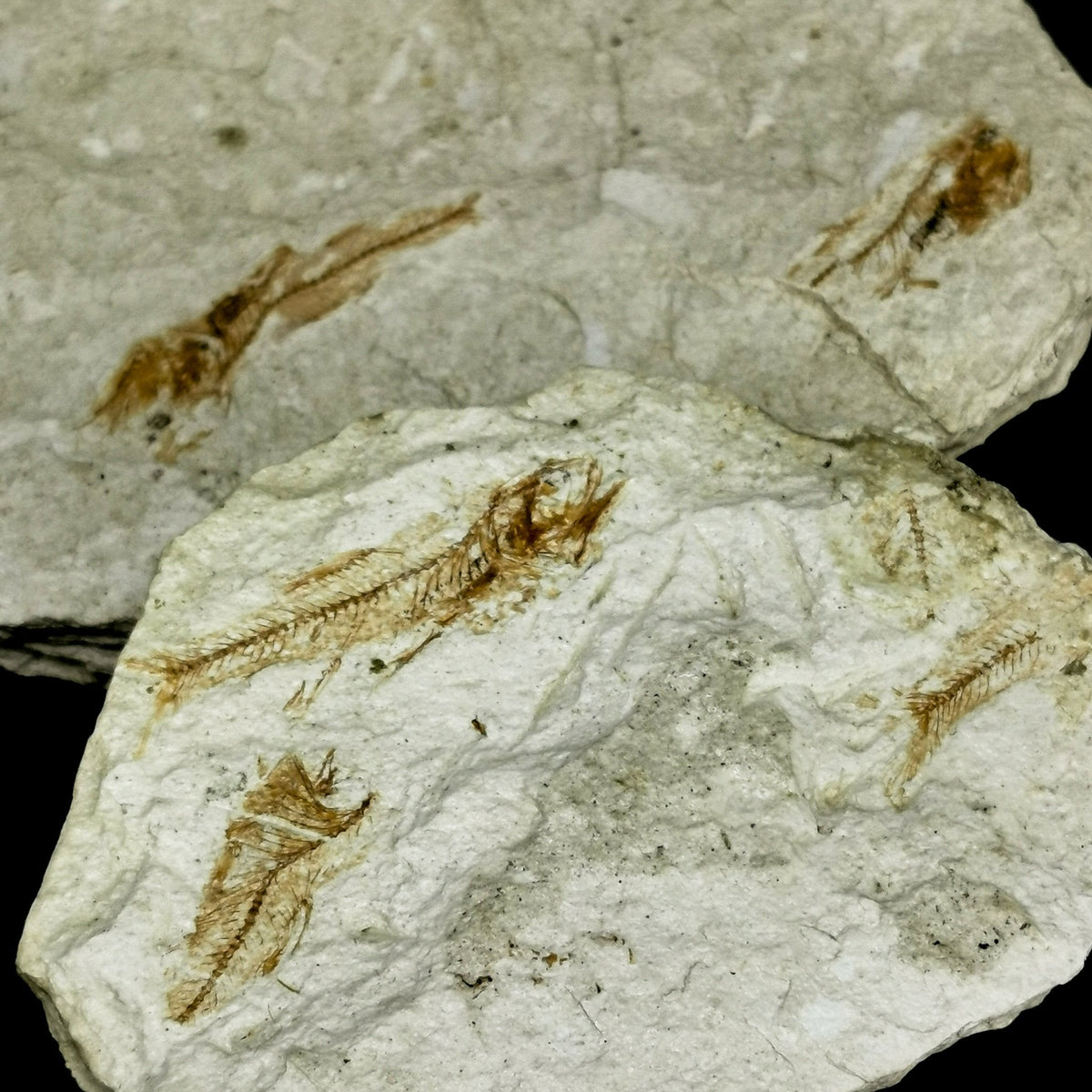 Stickleback fish fossil in lake diatomite from Hazen, Nevada
