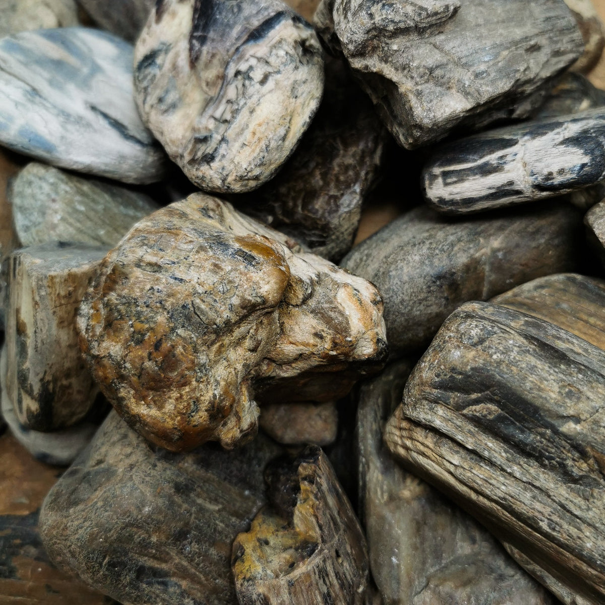Petrified river wood fossil specimen