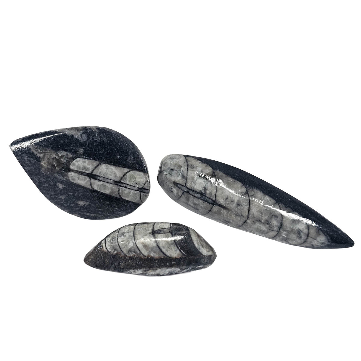 Orthoceras (Single) - Fossil, available at Rubble Rock & Gem
