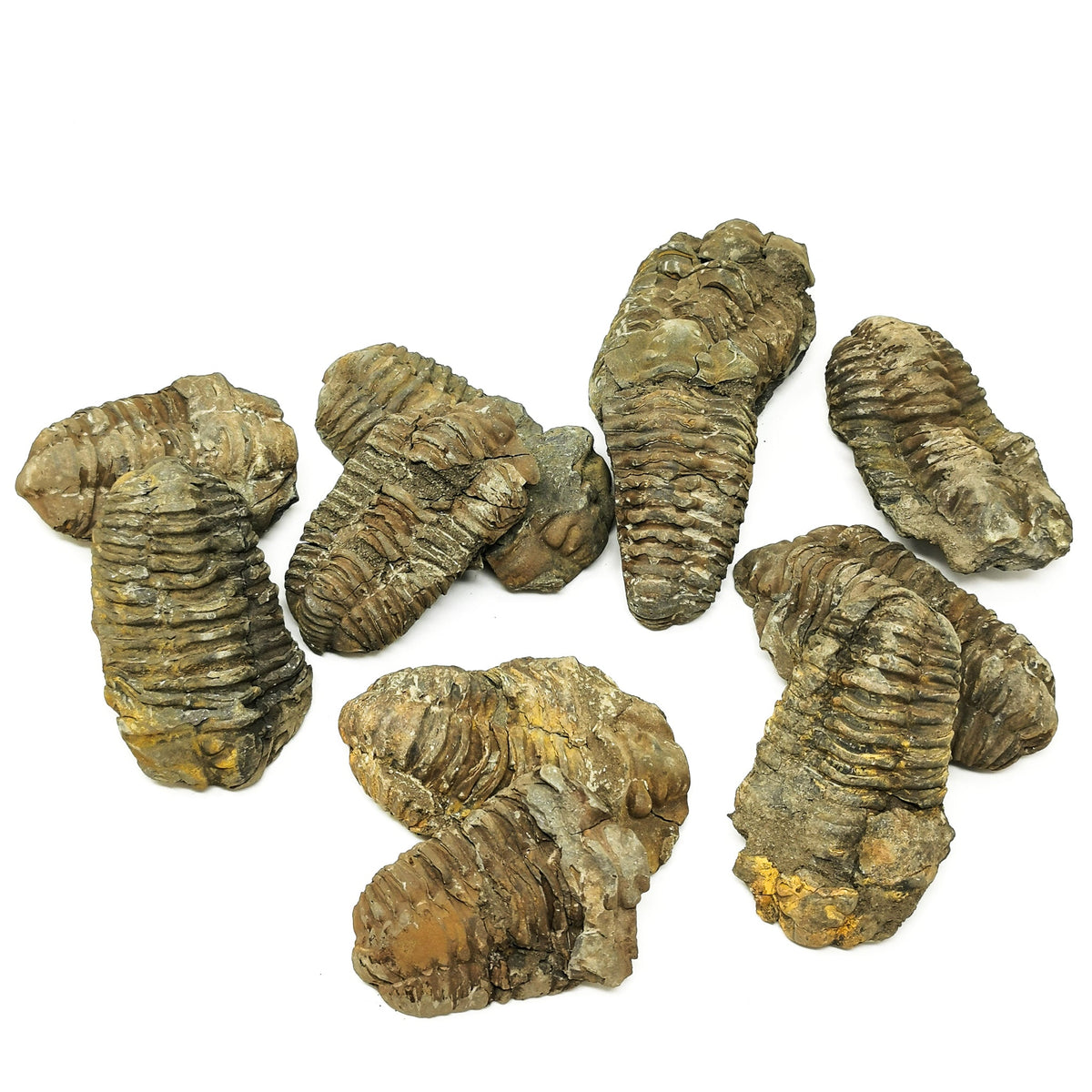 Calymene Trilobite - Fossil, available at Rubble Rock & Gem