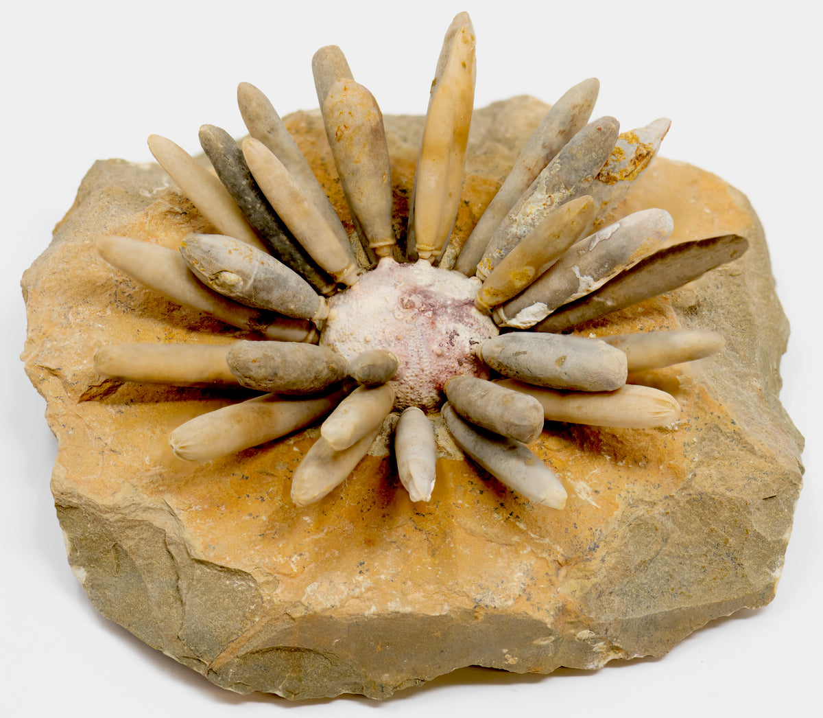amazing fossils available at rubble rock and gem in vancouver
