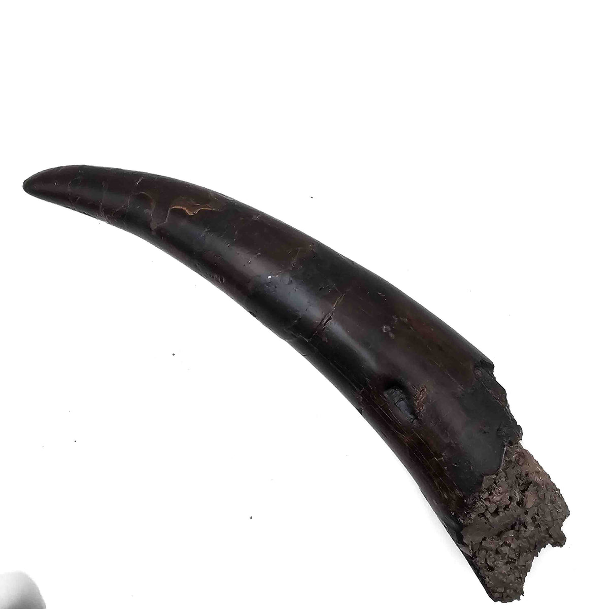 Prodeinotherium Bavaricum Tusk (Ancient Elephant) fossil specimen.