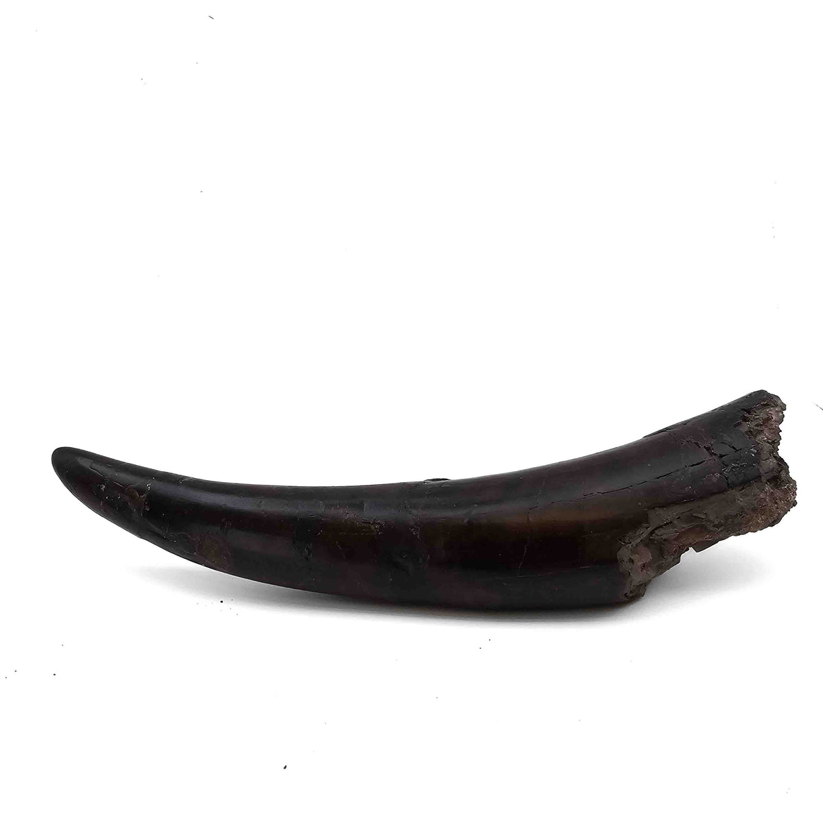 Prodeinotherium Bavaricum Tusk (Ancient Elephant) fossil specimen.