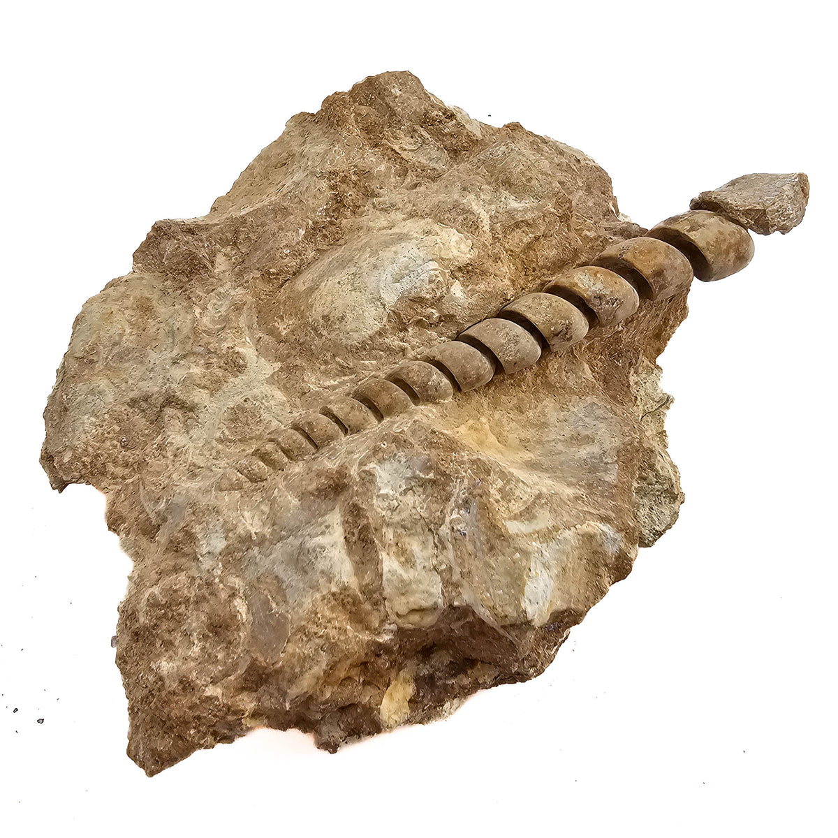 Turritella - Fossil Specimen