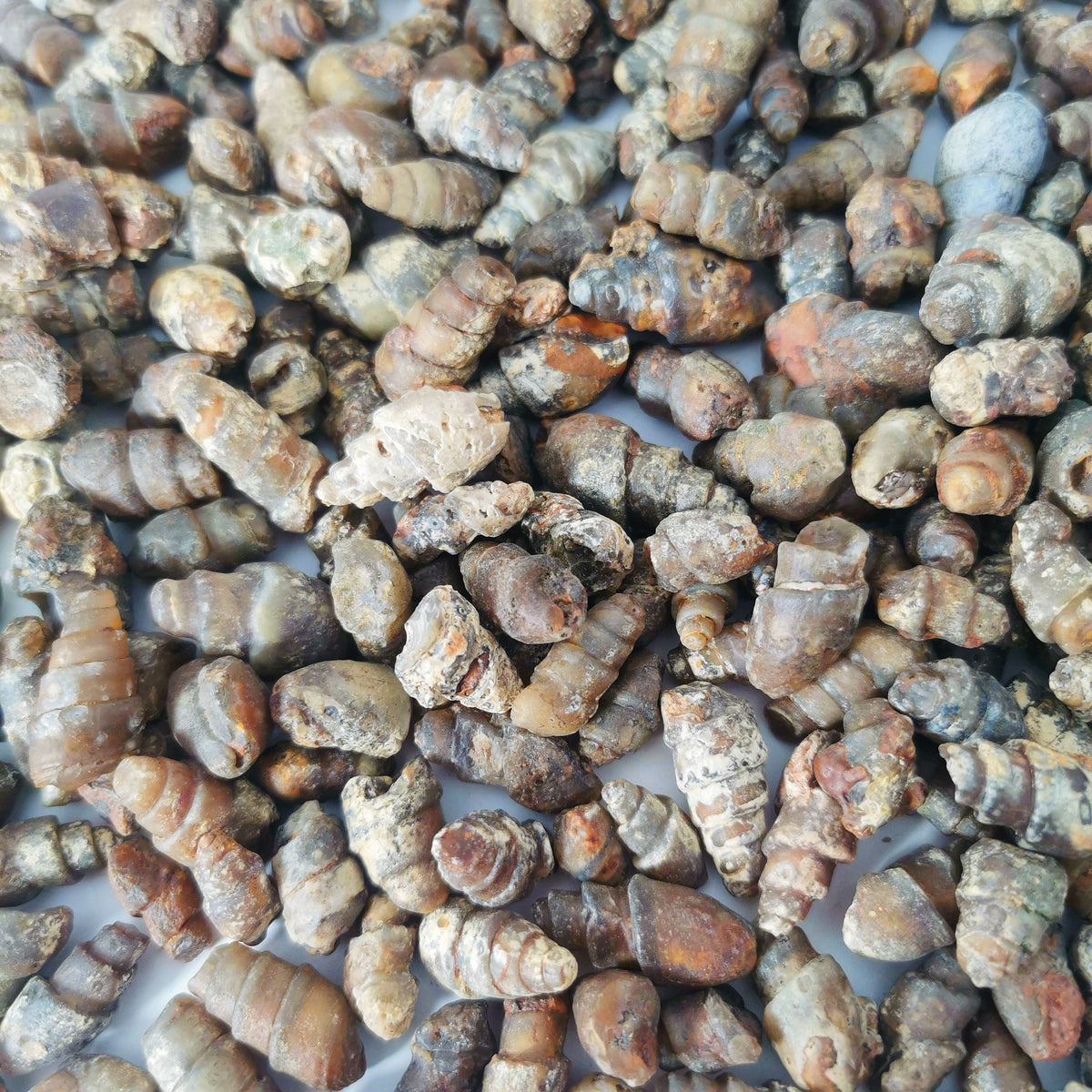 Agatized Gastropod fossil from Morocco.