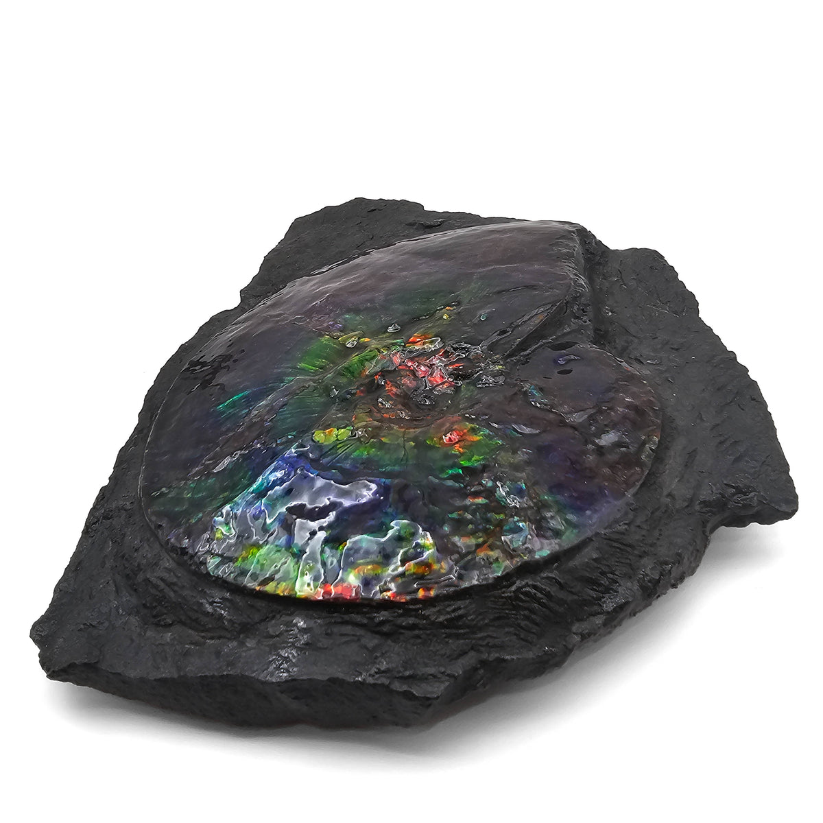 Ammolite in Matrix fossil specimen, Bearpaw Formation, Late Campanian.