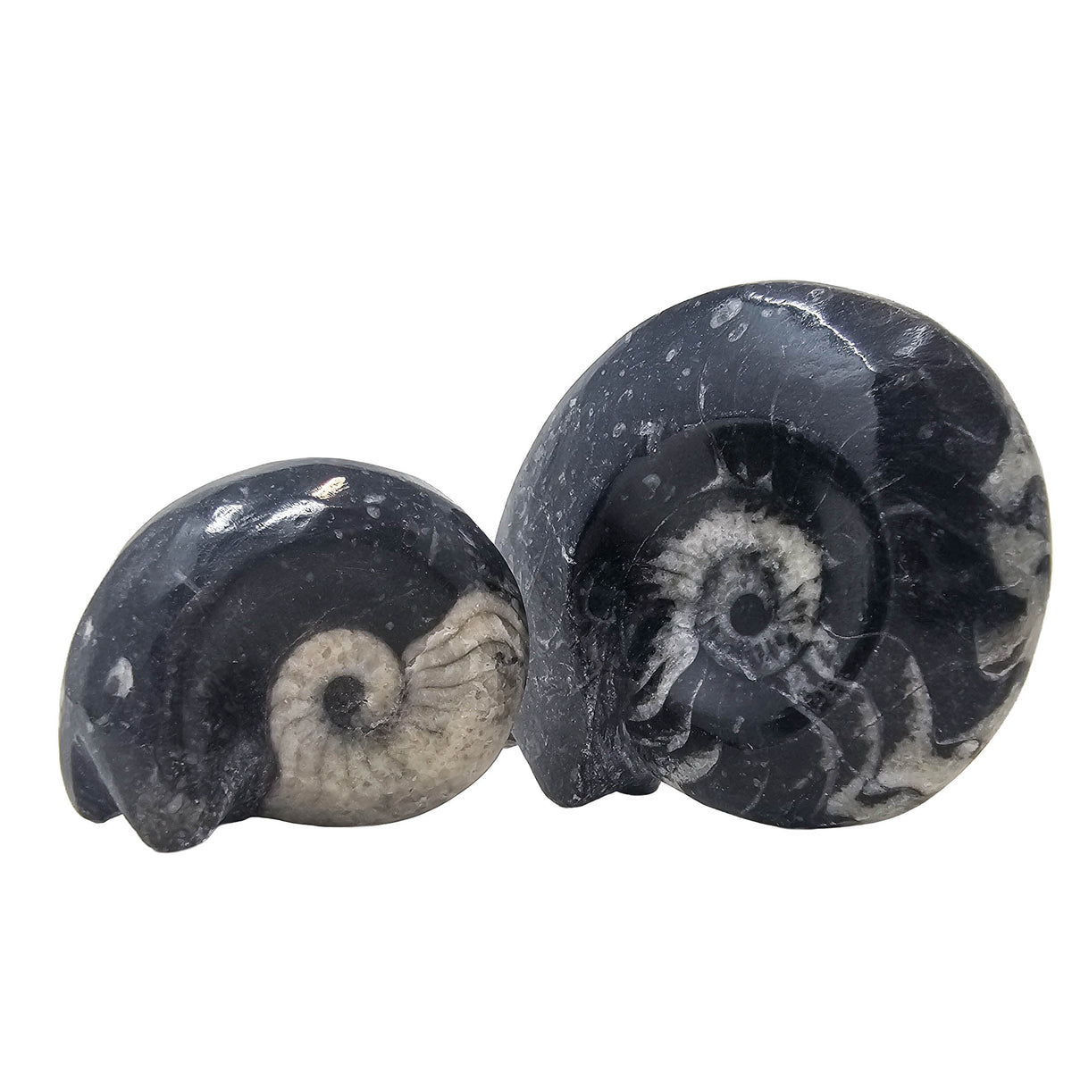 Ammonite - Fossil - Morocco
