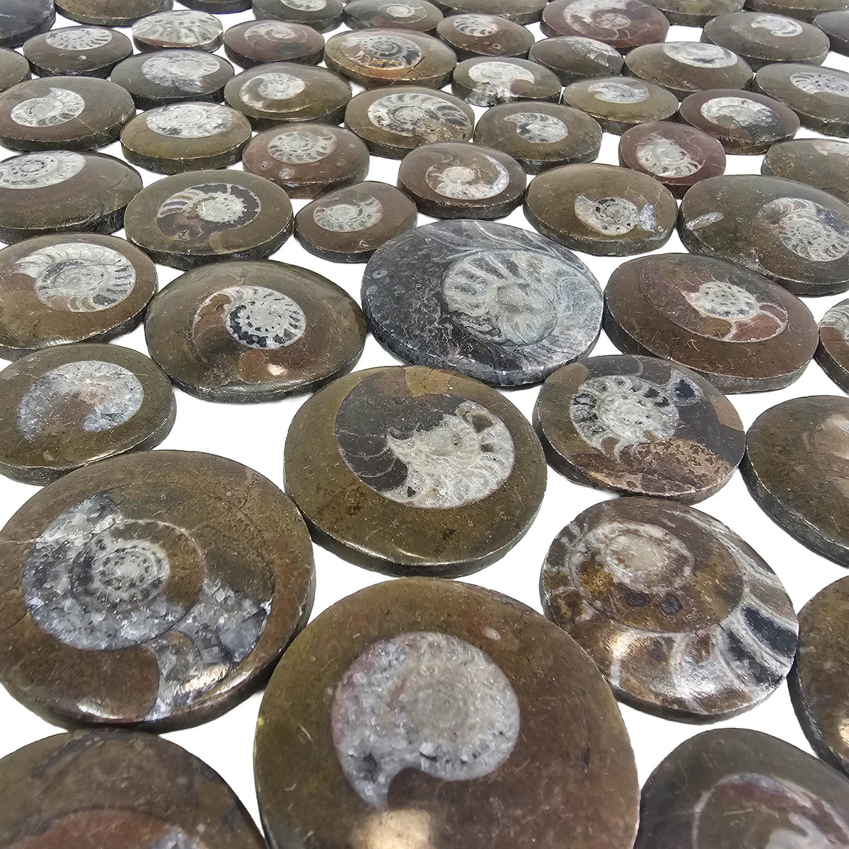 Ammonite - Polished Face - Morocco