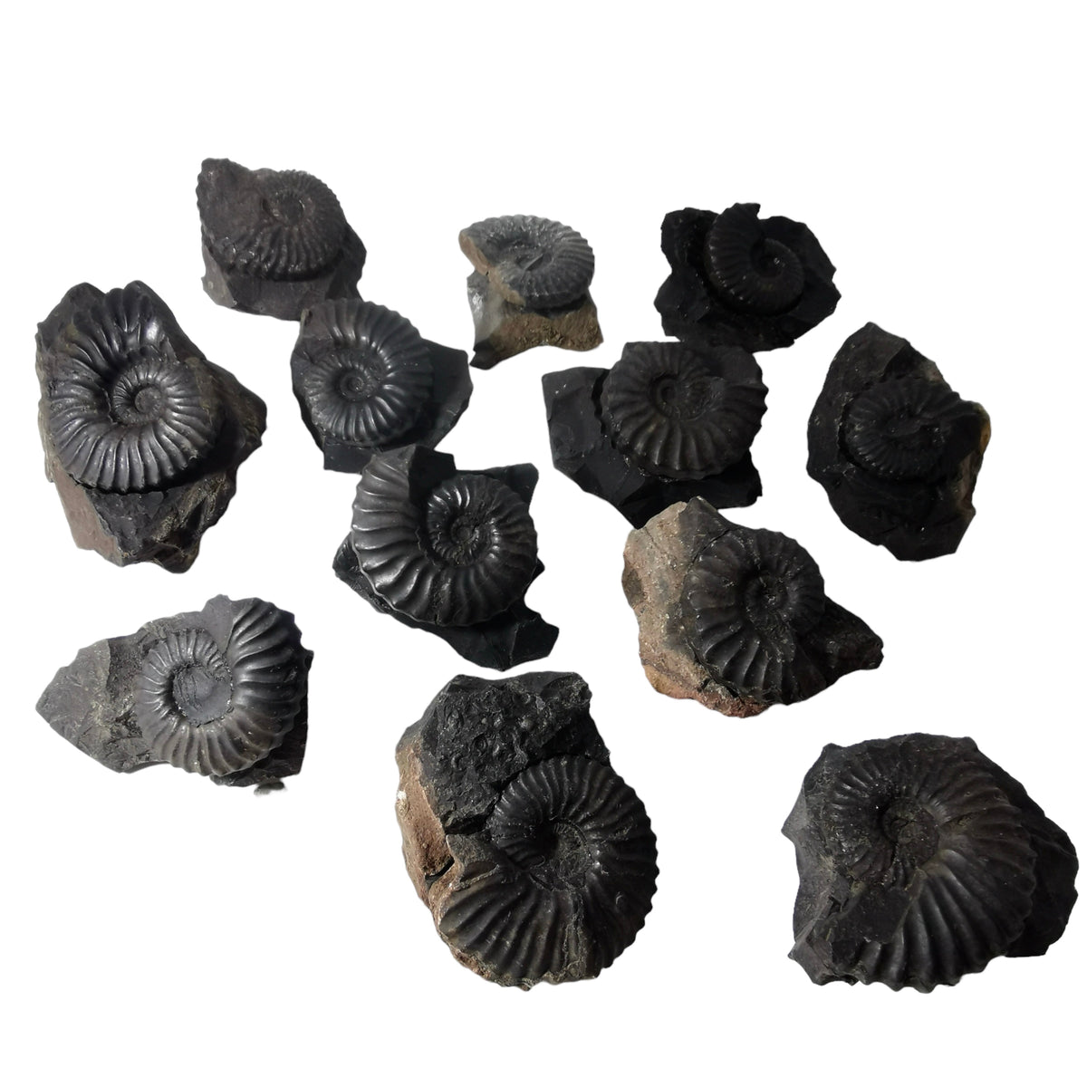 Ammonite (Removable From Matrix) fossil from Santander, Colombia.