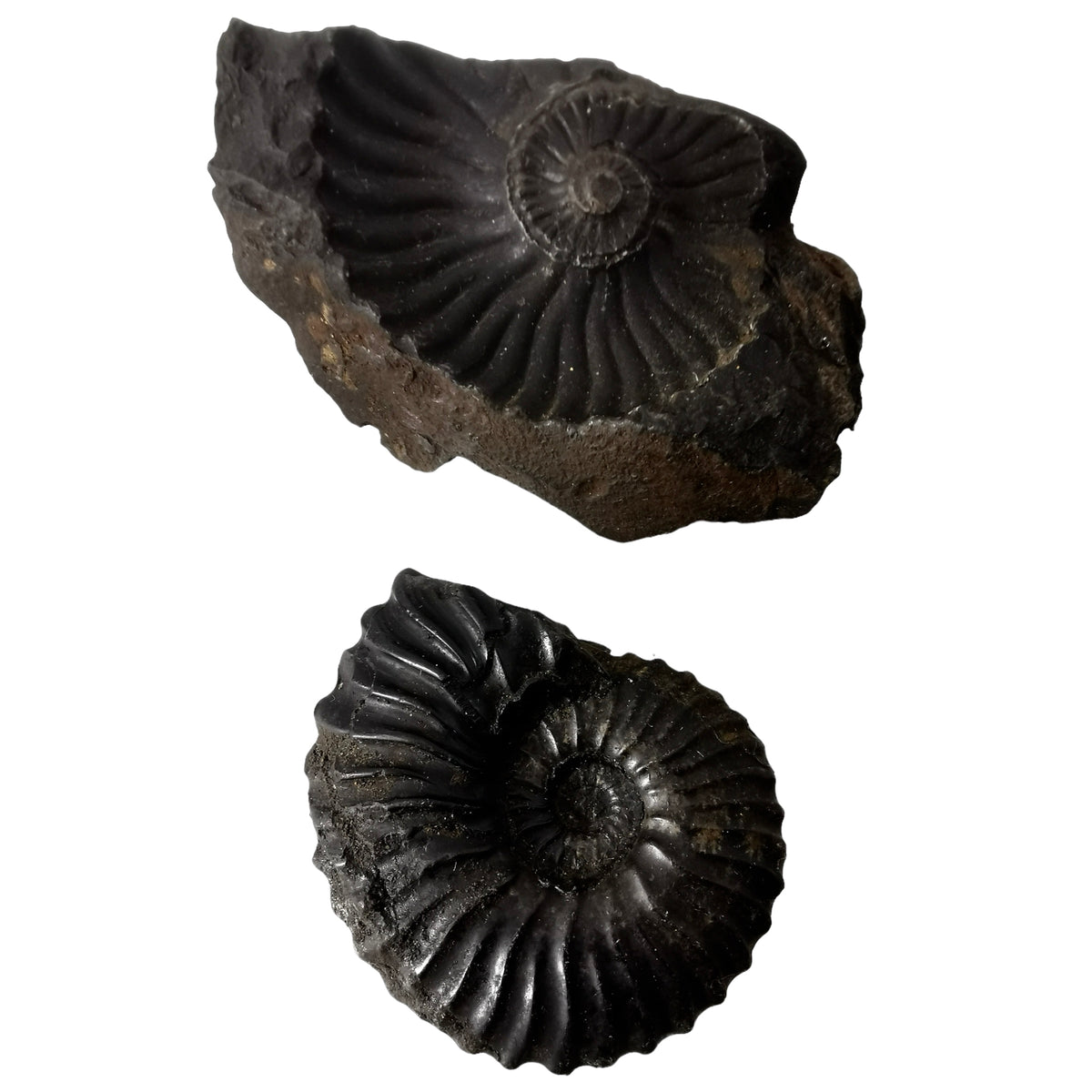 Ammonite (Removable From Matrix) fossil from Santander, Colombia.