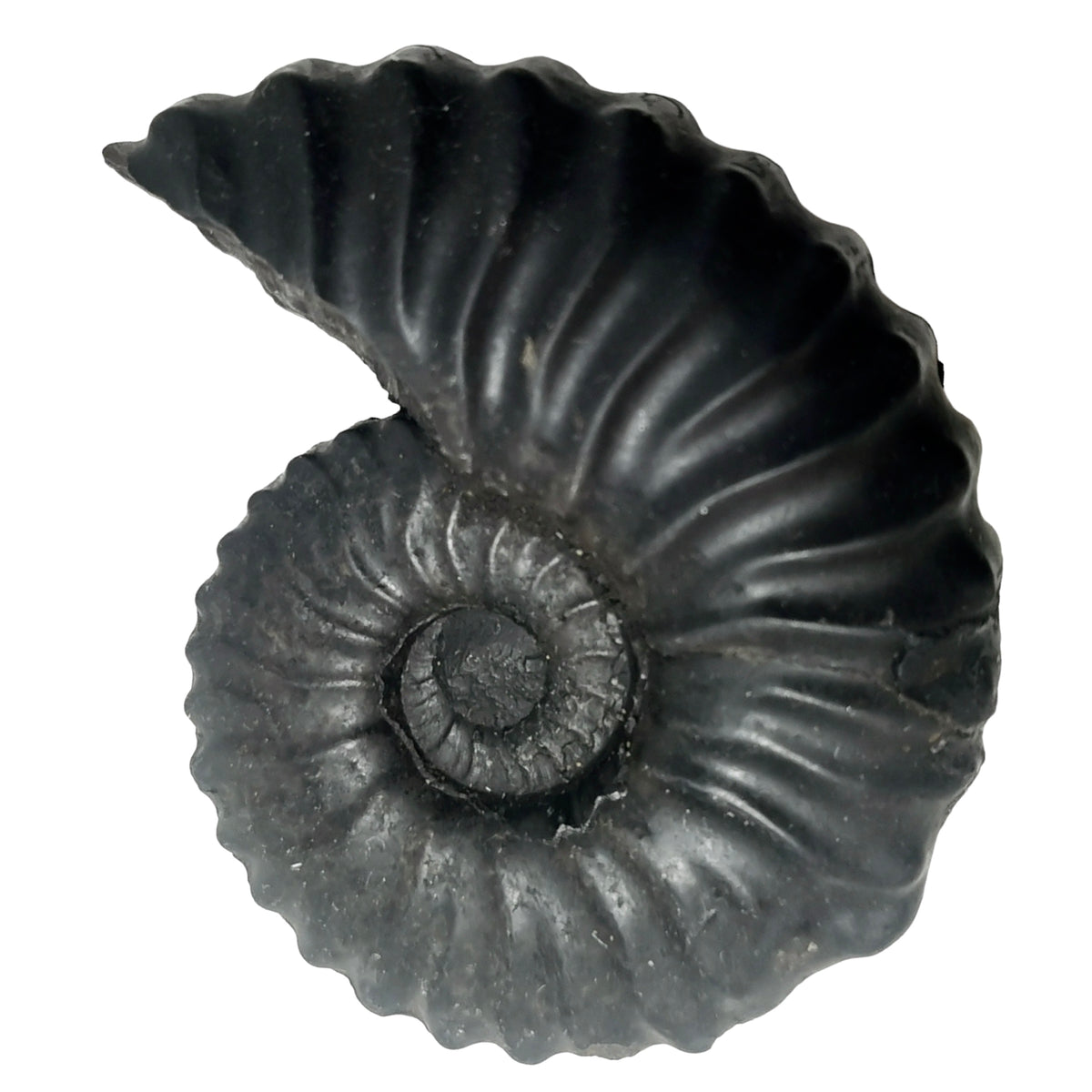 Ammonite - Fossil