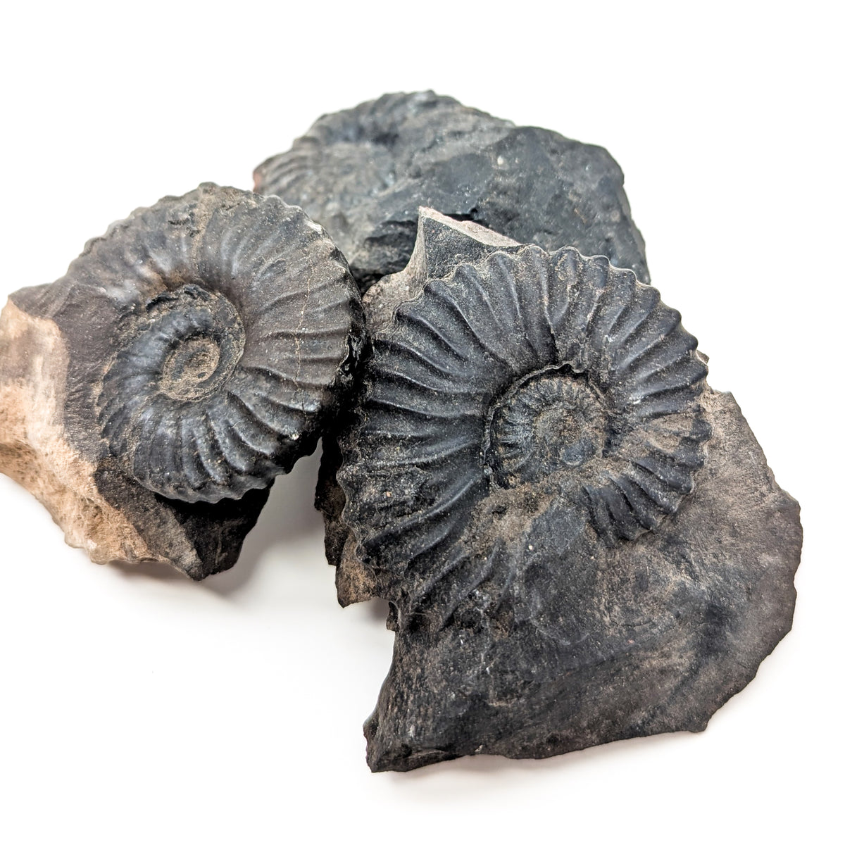 Ammonite Fixed in Matrix fossil from Santander, Colombia.