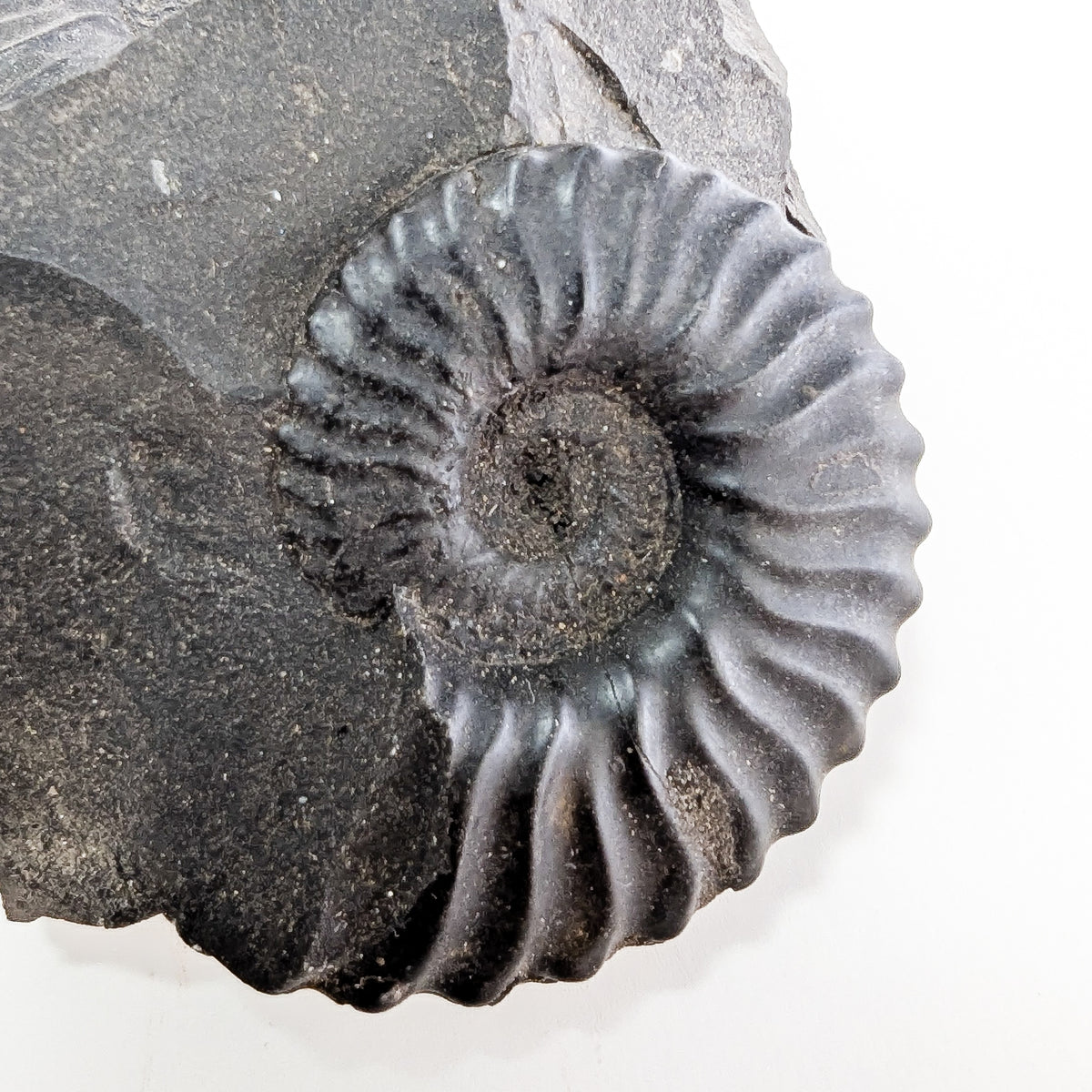 Ammonite Fixed in Matrix fossil from Santander, Colombia.