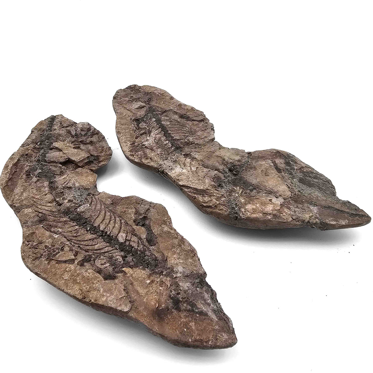 Barasaurus Besairiei fossil specimen from Ranohira, Madagascar, Lower Sakamena Formation, Lopingian.