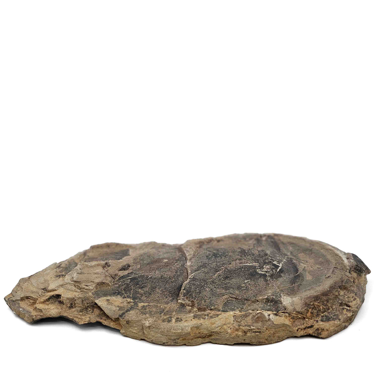 Barasaurus Besairiei fossil specimen from Ranohira, Madagascar, Lower Sakamena Formation, Lopingian.