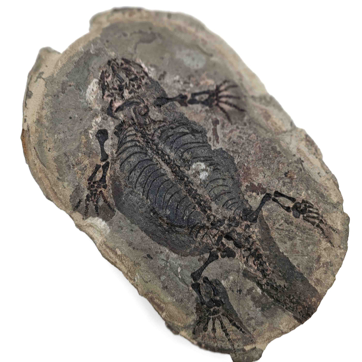 Barasaurus Besairiei pair fossil specimen from Ranohira, Madagascar, Lower Sakamena Formation, Lopingian.