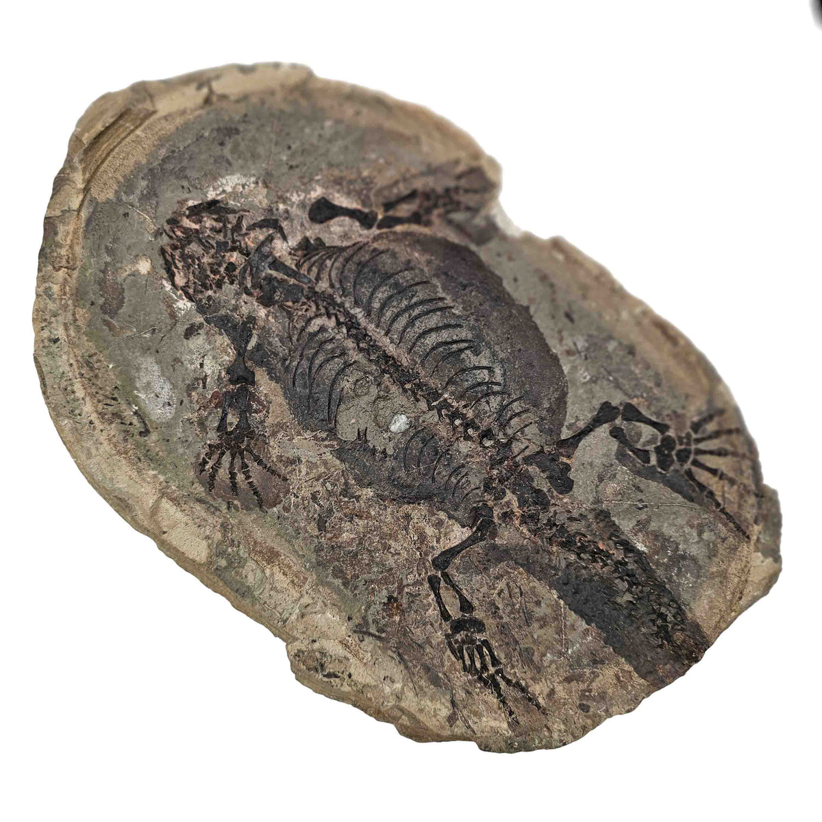 Barasaurus Besairiei pair fossil specimen from Ranohira, Madagascar, Lower Sakamena Formation, Lopingian.