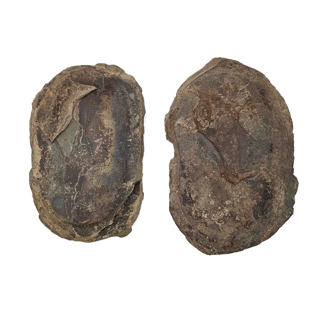 Barasaurus Besairiei pair fossil specimen from Ranohira, Madagascar, Lower Sakamena Formation, Lopingian.