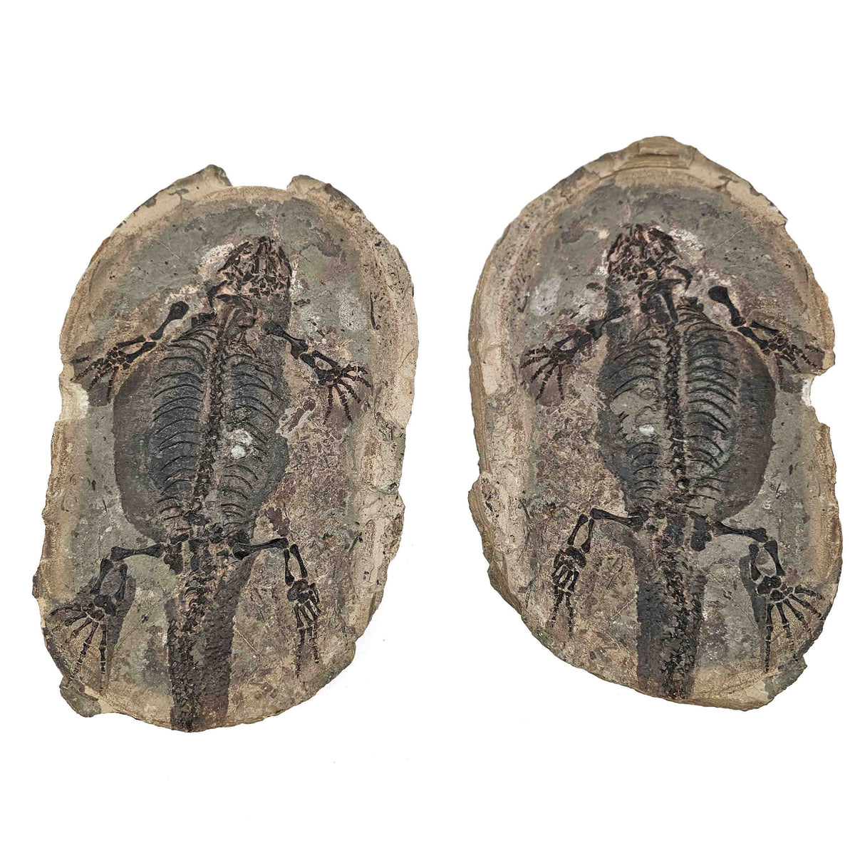 Barasaurus Besairiei pair fossil specimen from Ranohira, Madagascar, Lower Sakamena Formation, Lopingian.