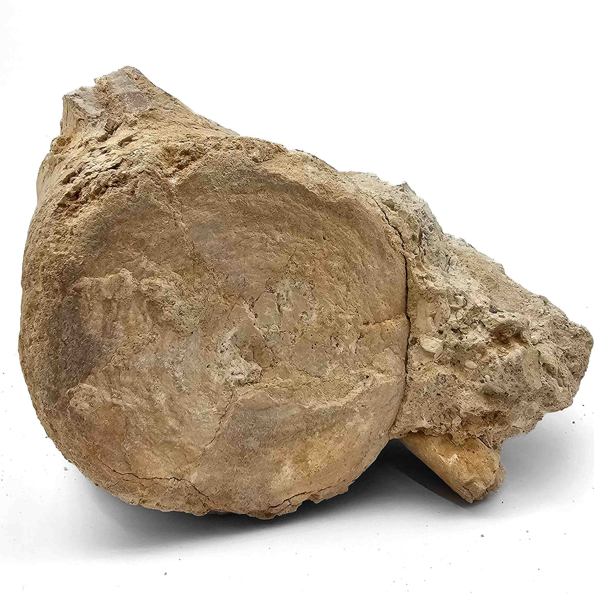 Basilosaurus Vertebrae - Fossil Specimen