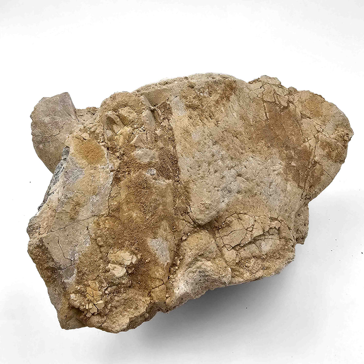 Basilosaurus Vertebrae - Fossil Specimen