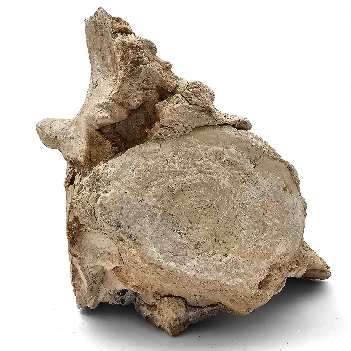 Basilosaurus Vertebrae - Fossil Specimen