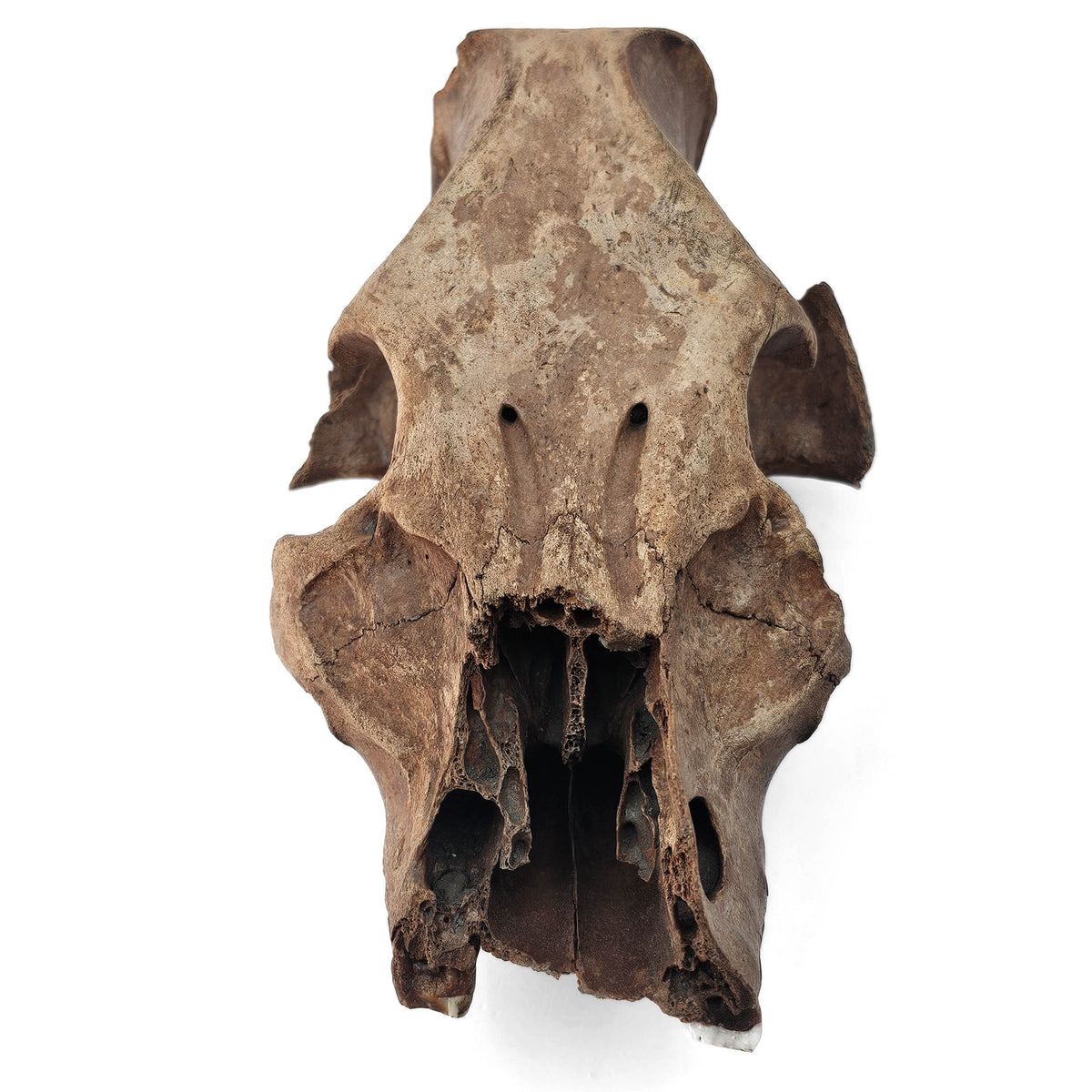 Boar (Pig) Skull subfossil specimen, likely from Quaternary gravel deposits, southern Poland.