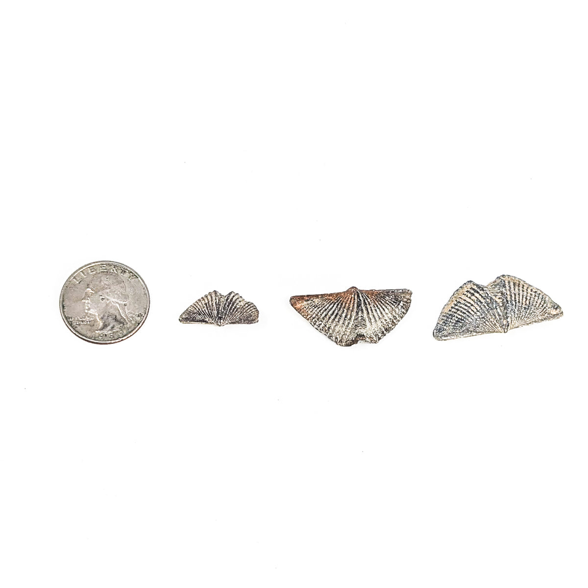 Brachiopod - Fossil