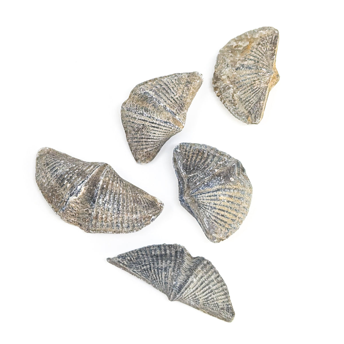Brachiopod - Fossil