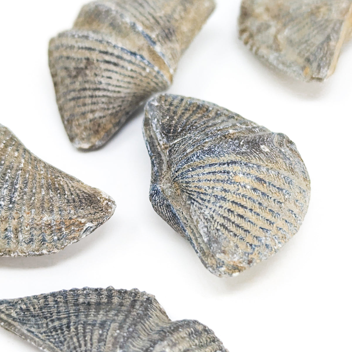 Brachiopod - Fossil