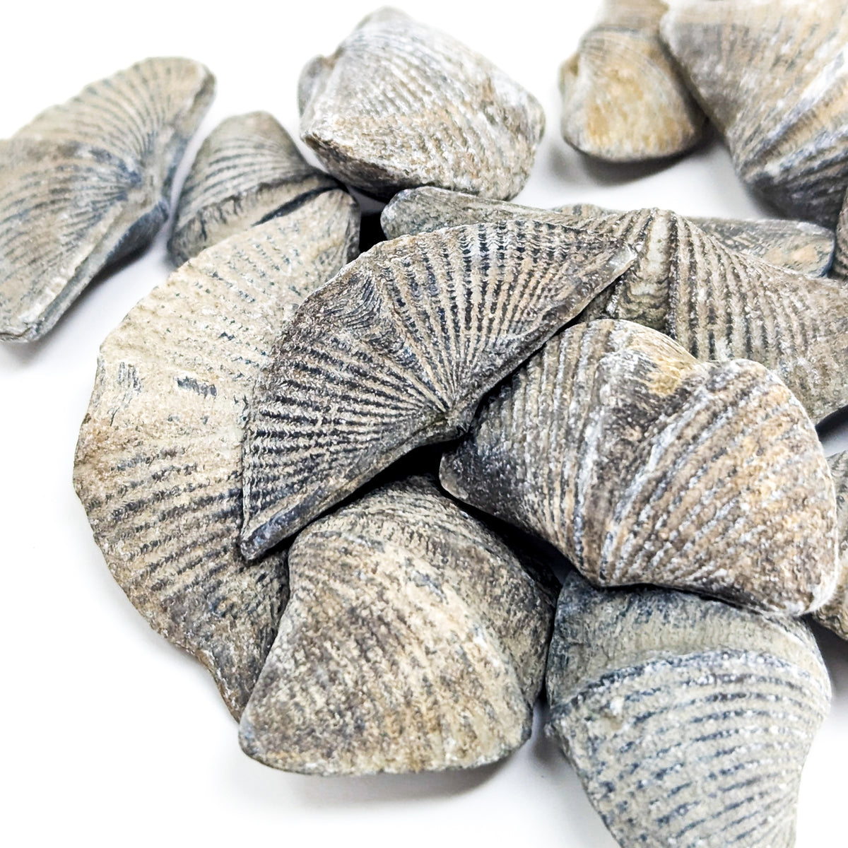 Brachiopod - Fossil