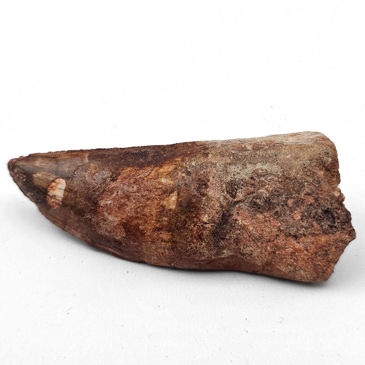 Carcharodontosaurus Tooth fossil specimen from Kem Kem Beds.
