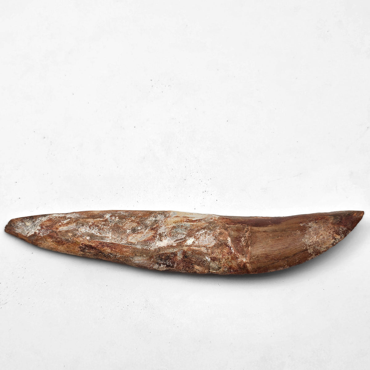Carcharodontosaurus Tooth with Root fossil specimen from Kem Kem Beds.
