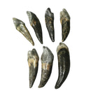 Cave Bear Incisor - Fossil