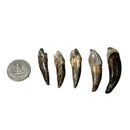 Cave Bear Incisor - Fossil