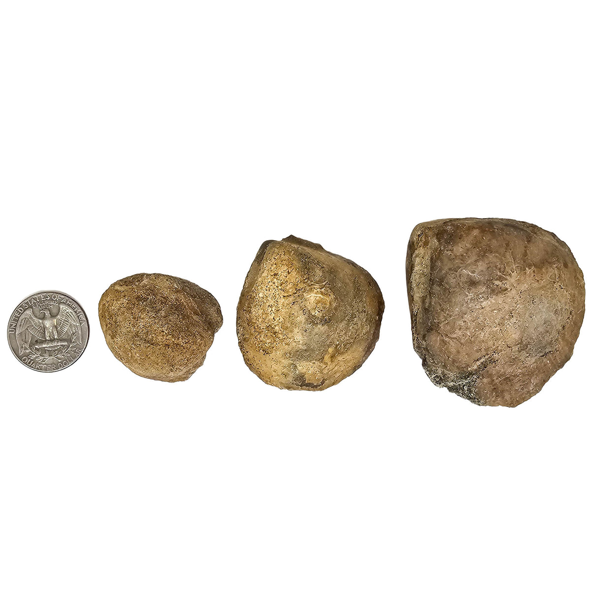 Clam Shell fossil.