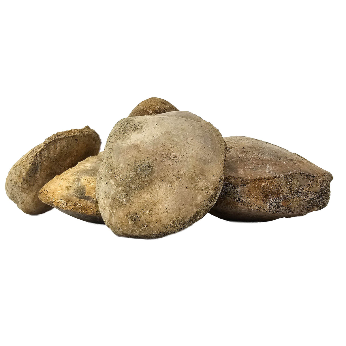 Clam Shell fossil.