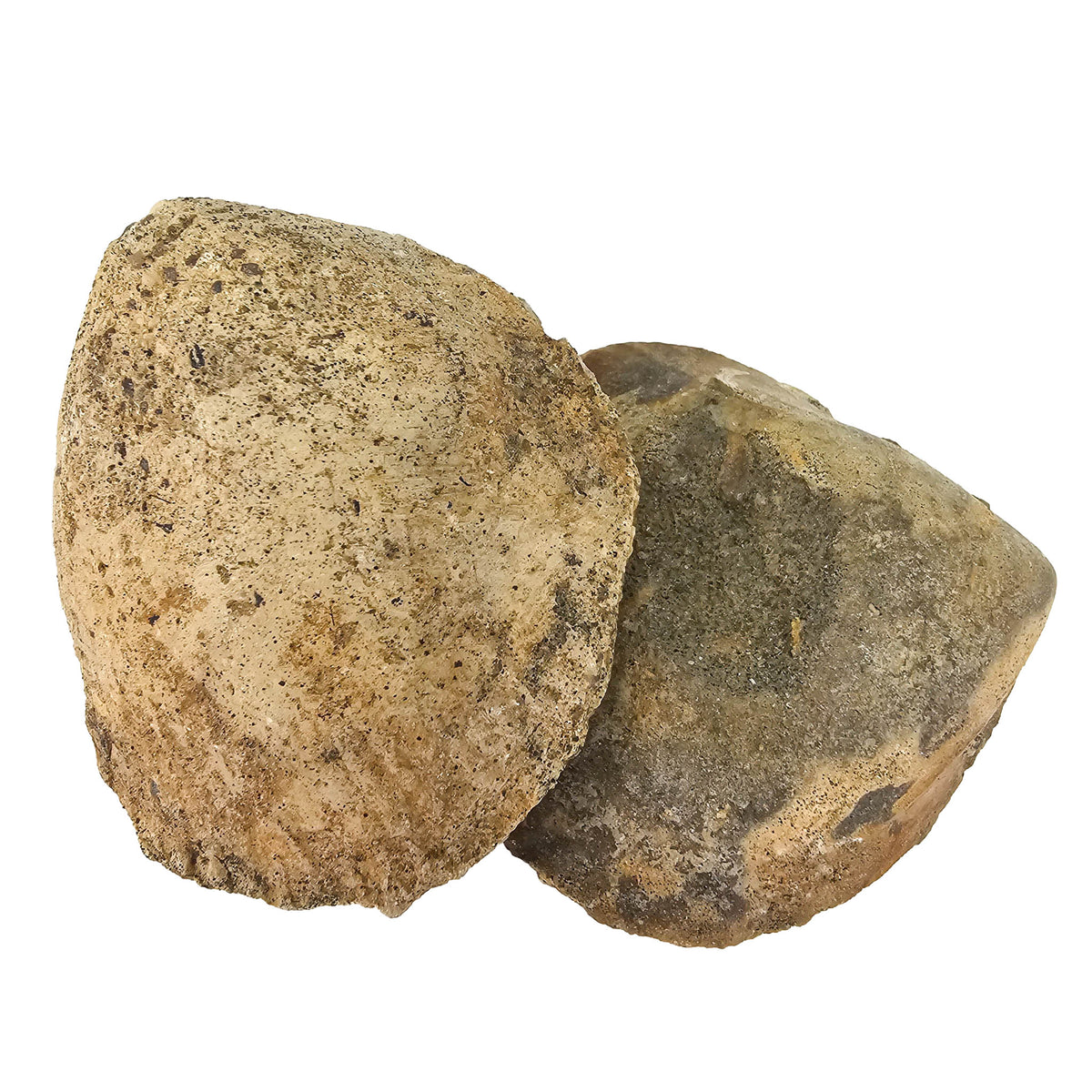 Clam Shell fossil.