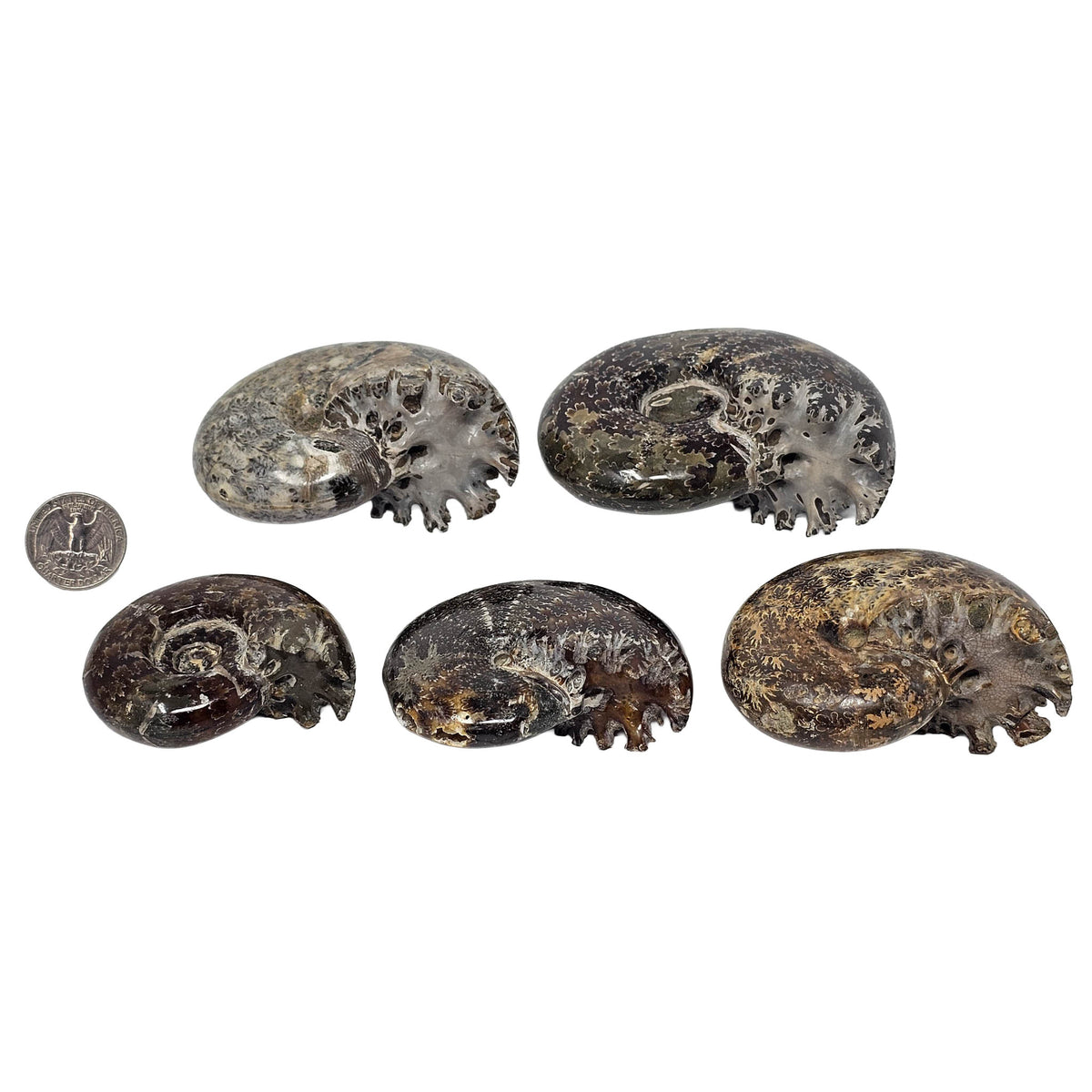 Cleoniceras Ammonite exposed sutures fossil from Mahajanga Province, Madagascar.