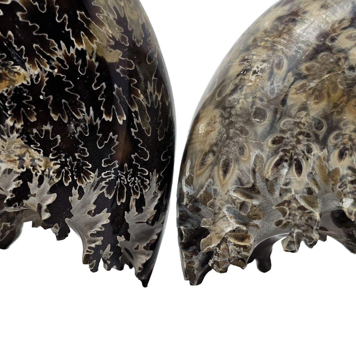 Cleoniceras Ammonite exposed sutures fossil from Mahajanga Province, Madagascar.