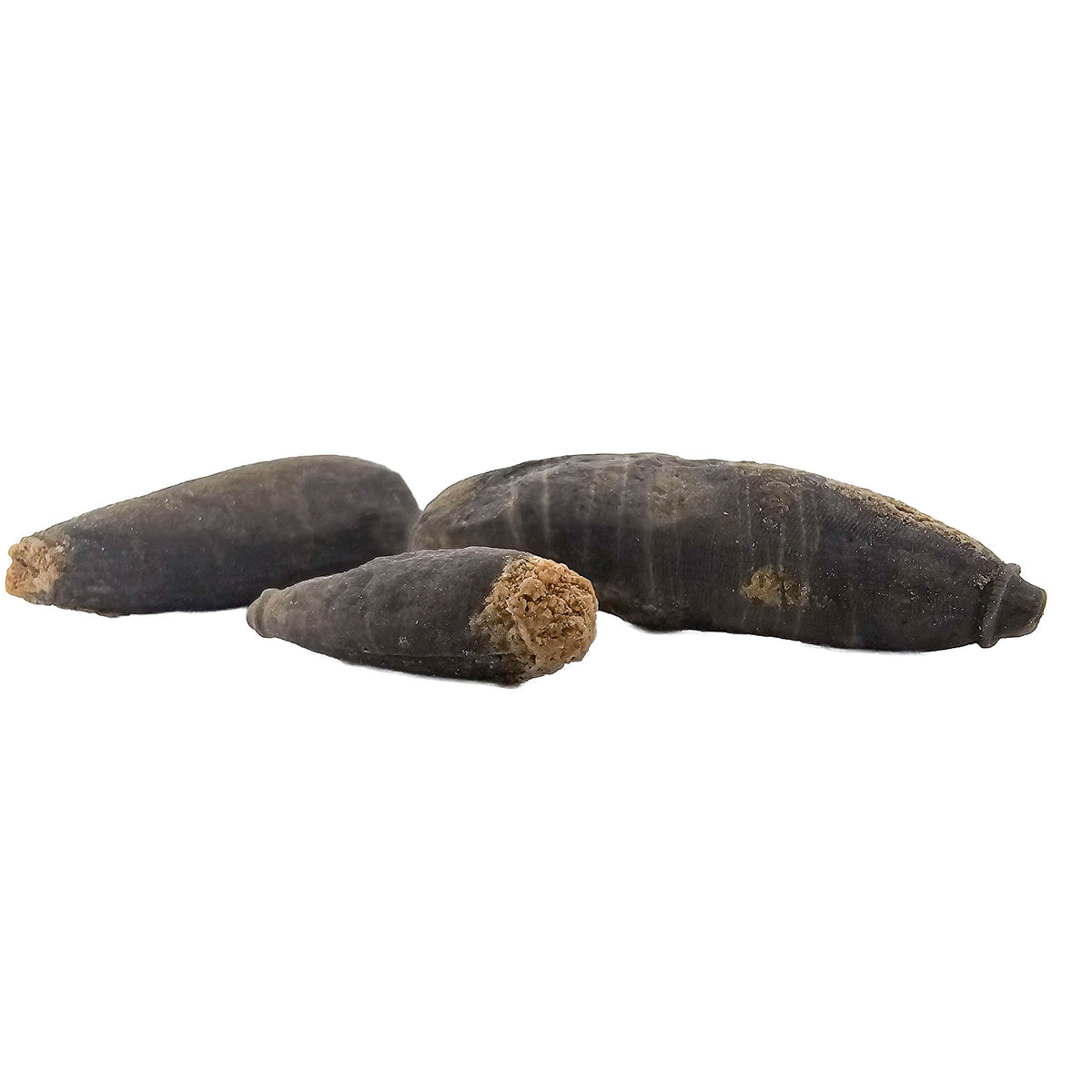Club Urchin Spine fossil from Middle Atlas Mountains, Morocco.