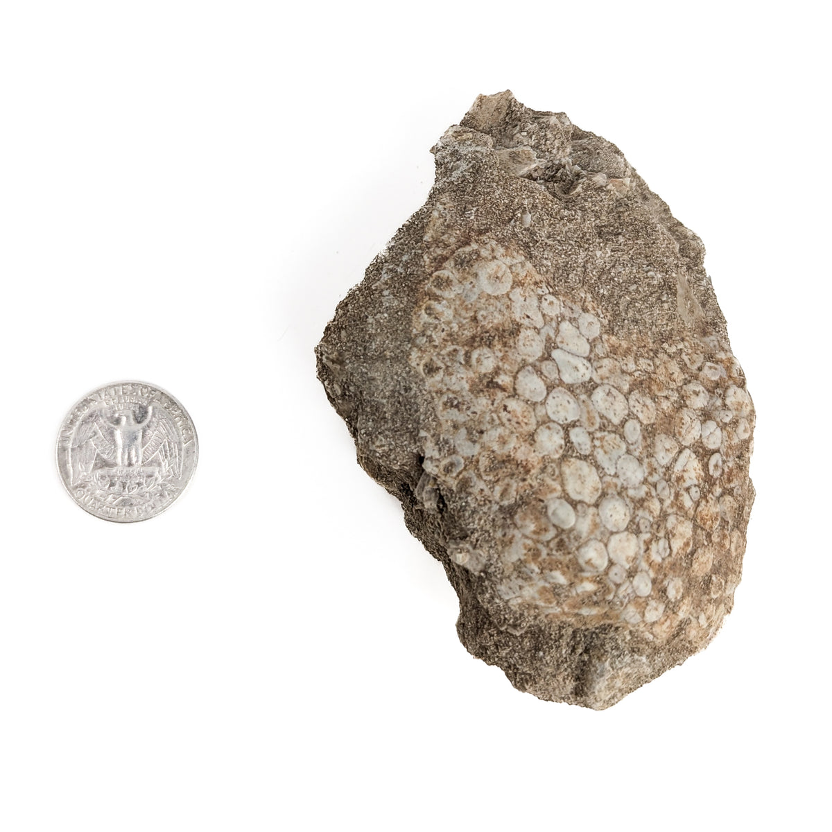 Coral fossil from Assa-Zag, Guelmim-Oued Noun, Morocco.