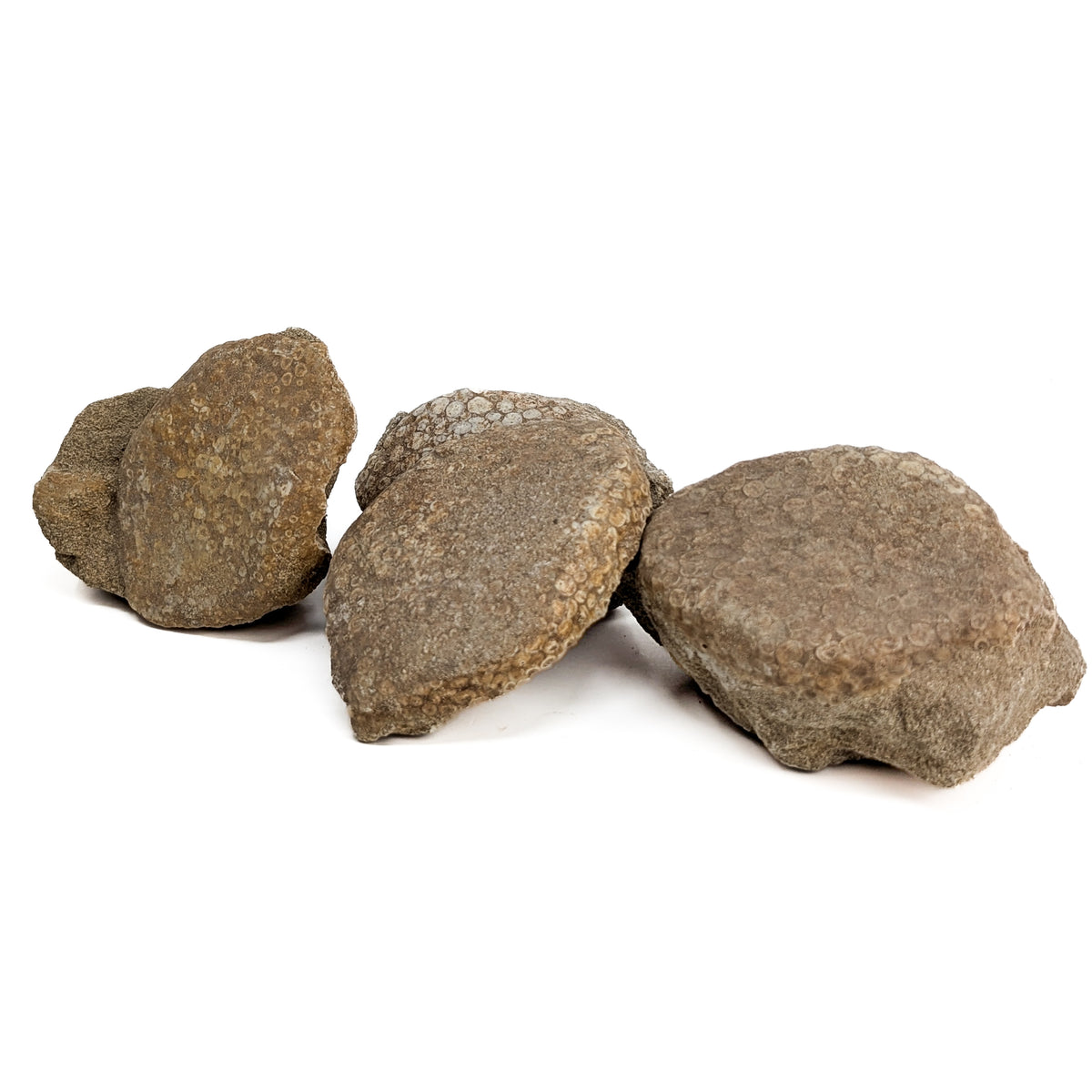 Coral fossil from Assa-Zag, Guelmim-Oued Noun, Morocco.