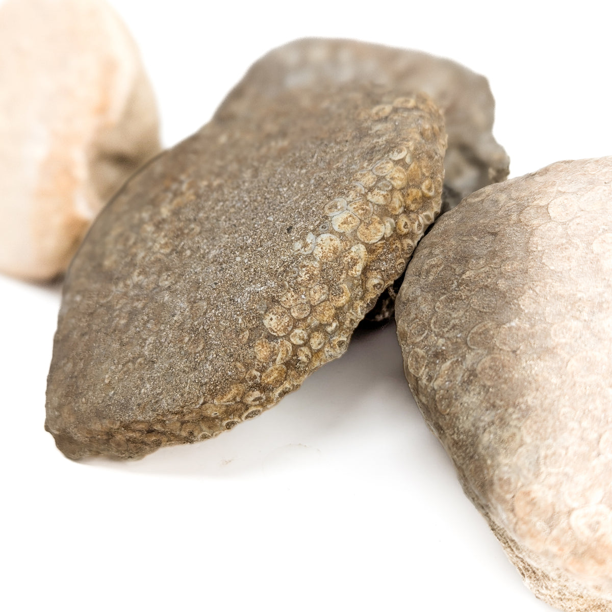 Coral fossil from Assa-Zag, Guelmim-Oued Noun, Morocco.