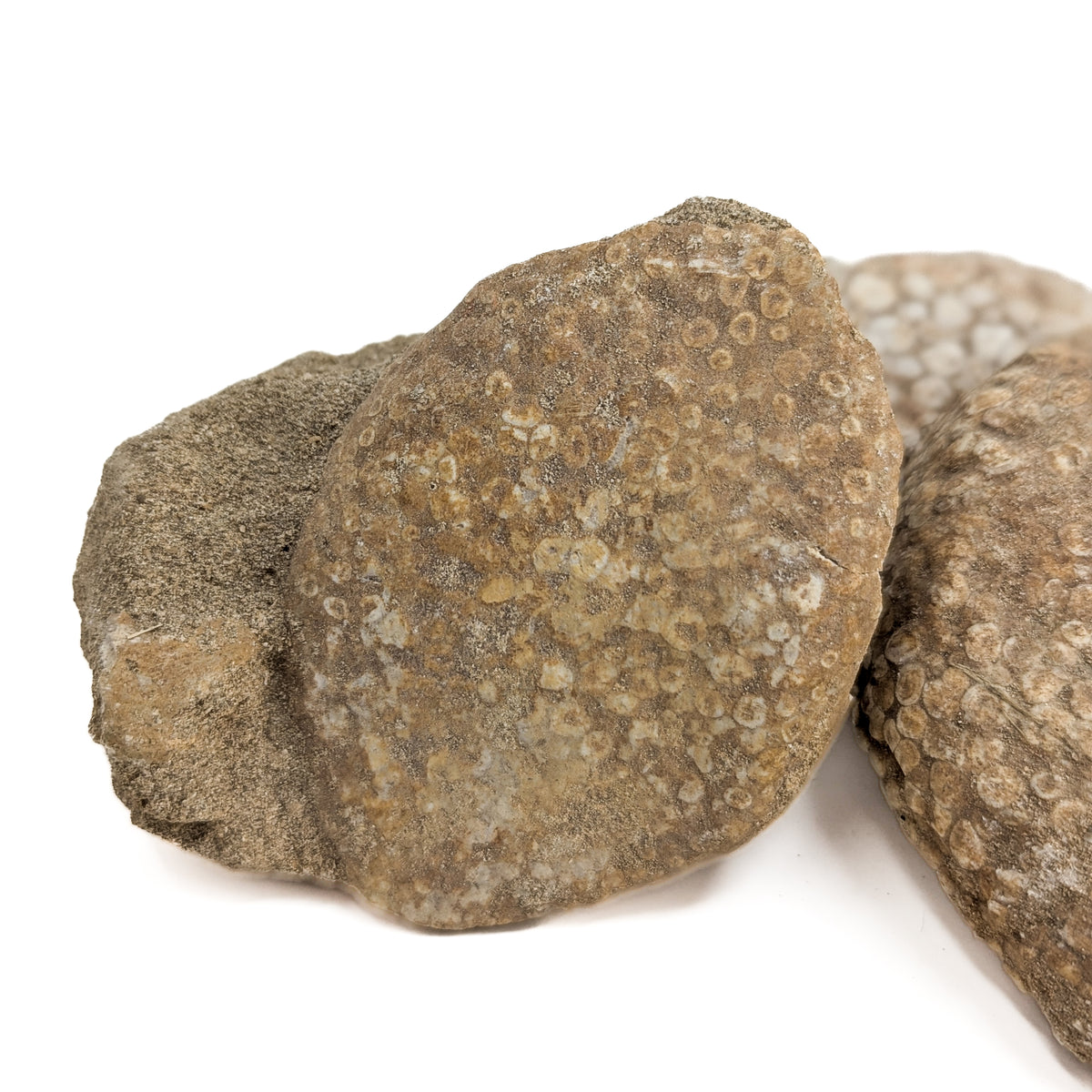 Coral fossil from Assa-Zag, Guelmim-Oued Noun, Morocco.