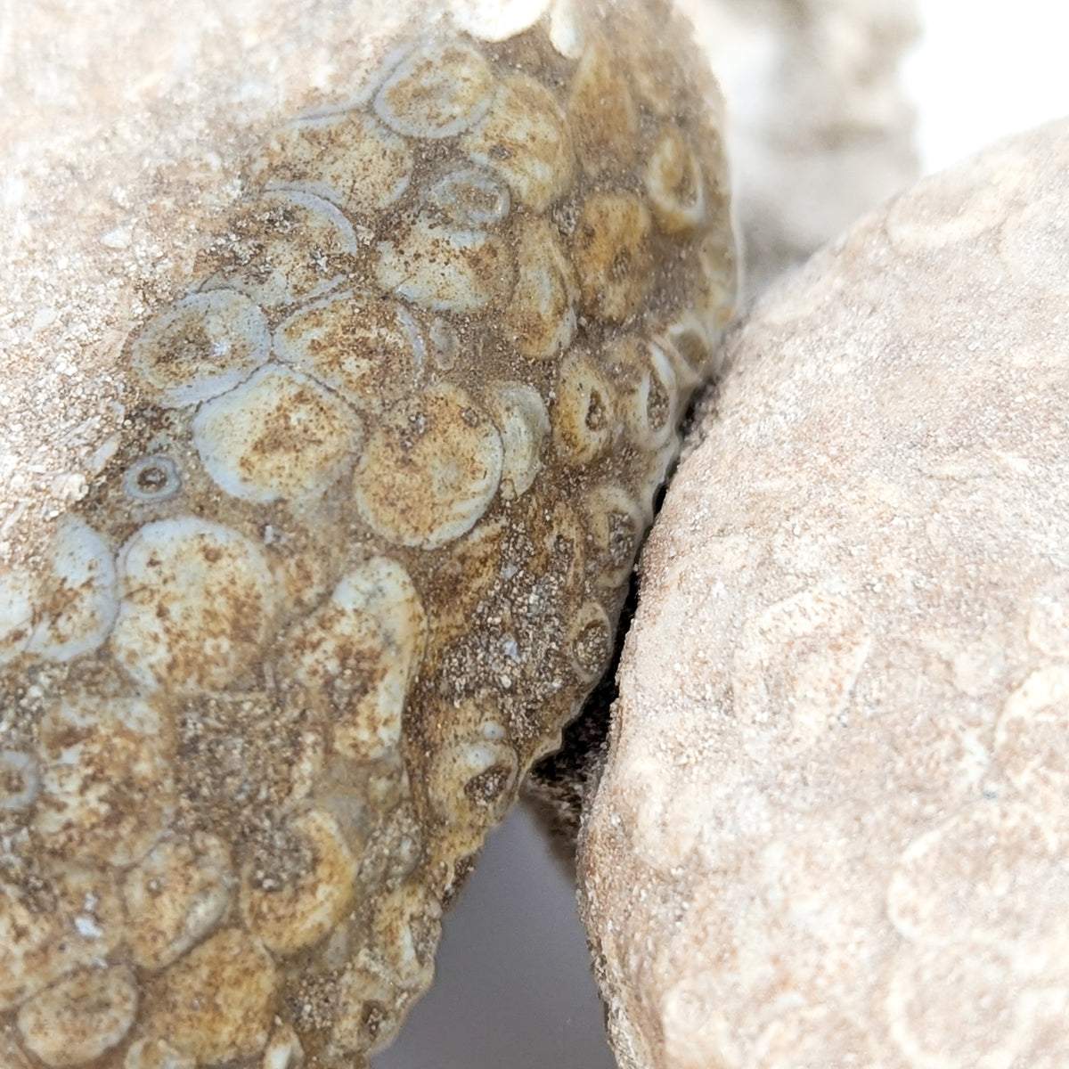 Coral fossil from Assa-Zag, Guelmim-Oued Noun, Morocco.