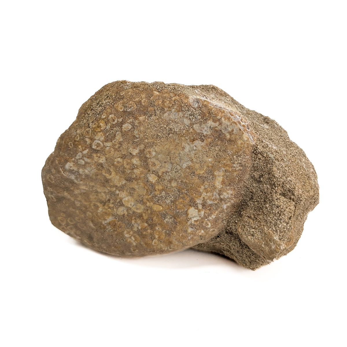 Coral fossil from Assa-Zag, Guelmim-Oued Noun, Morocco.