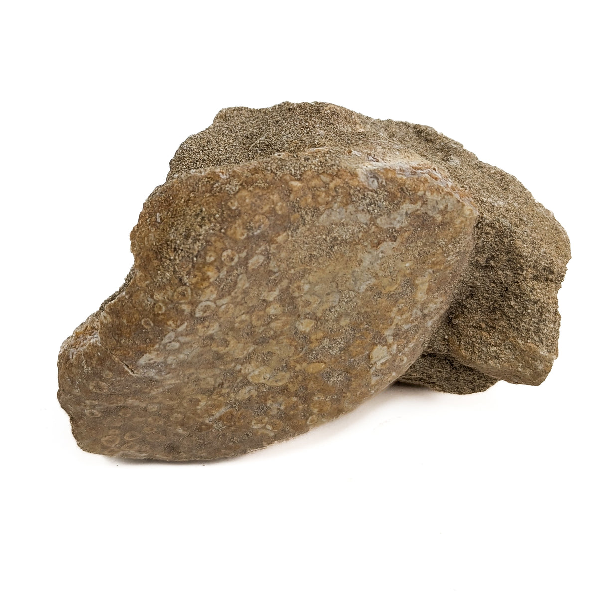 Coral fossil from Assa-Zag, Guelmim-Oued Noun, Morocco.
