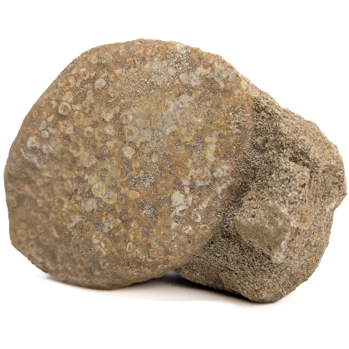 Coral fossil from Assa-Zag, Guelmim-Oued Noun, Morocco.